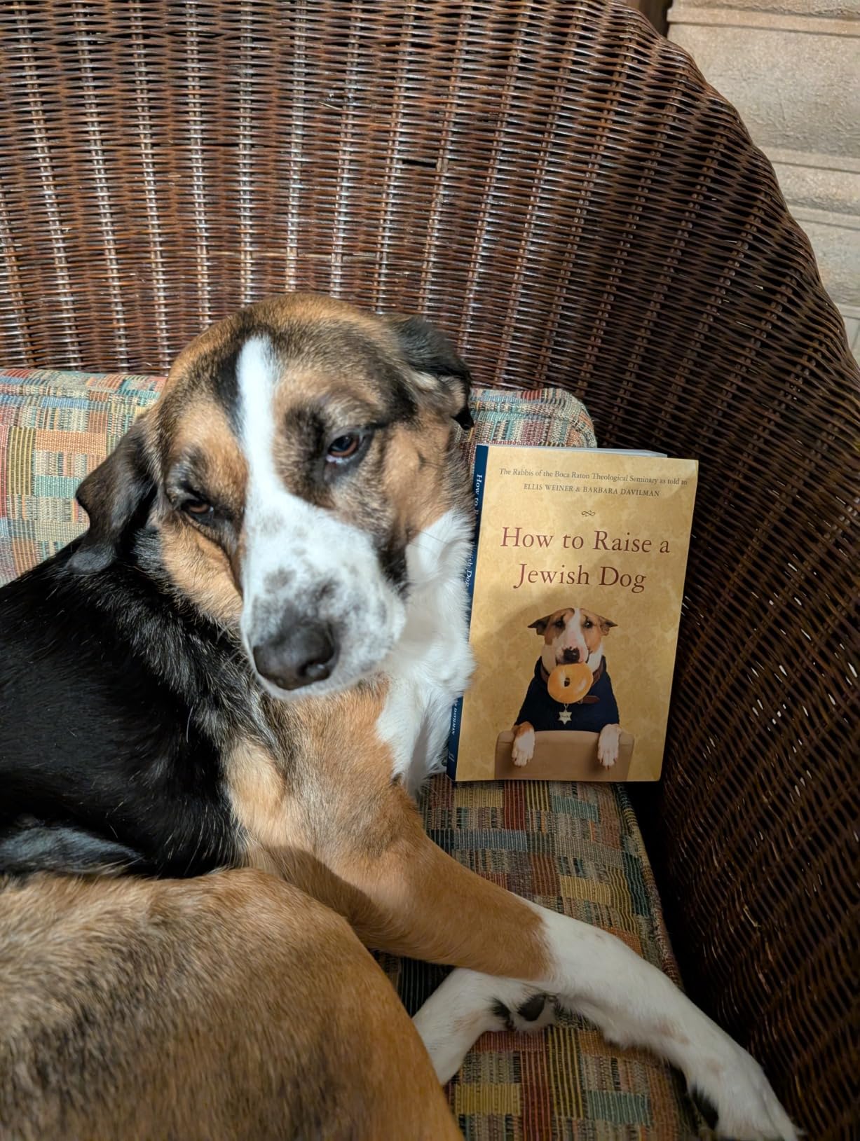 How to Raise a Jewish Dog – Humorous Judaica Book, Satirical Culture & Dog Lover Gift